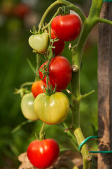 Wall Mural - Ripening tomatoes in a greenhouse