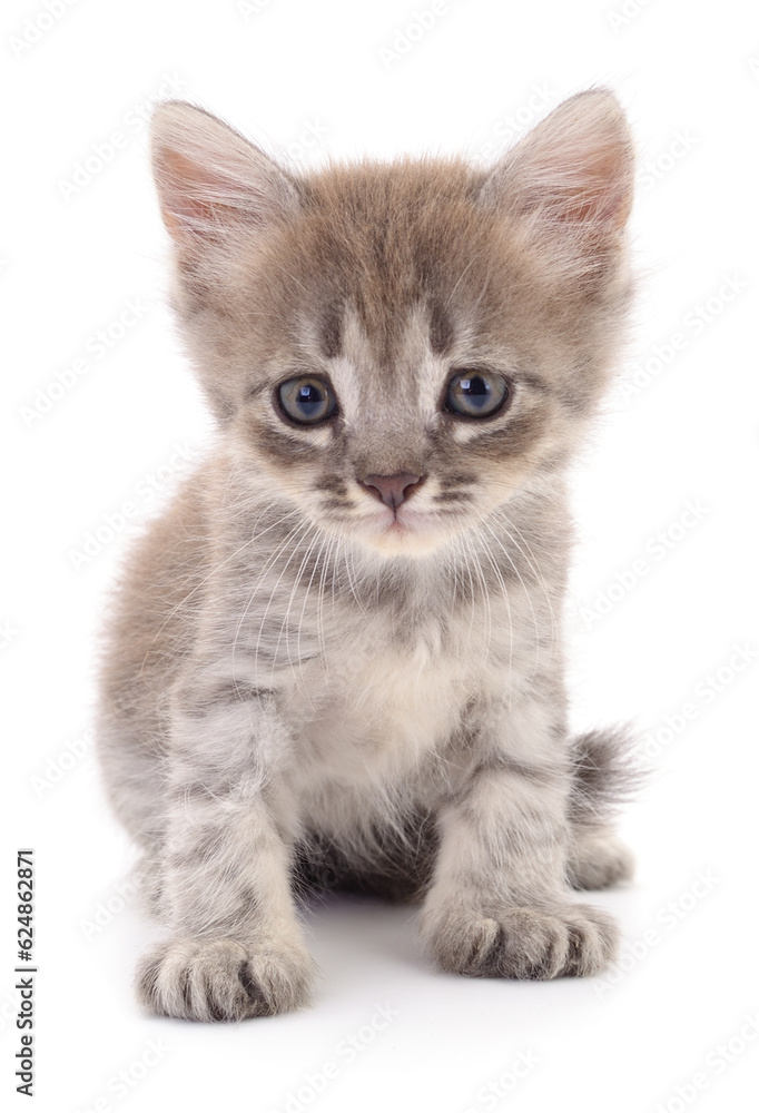 Kitten on white background.