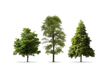 Spring Tree on White Background. Isolated Nature and Plant Concept