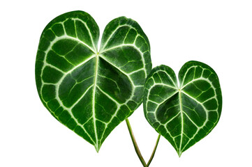 Wall Mural - Heart anthurium Anthurium clarinervium Isolate on transparent background PNG file