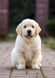 © Виктория Дубровская - little cute puppy 6 weeks old dog golden retriever walks in the park on a walk in the summer at sunset