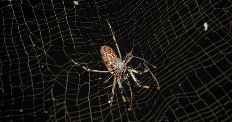 Wall Mural - golden silk orb-weaver spider wrapping poisoned and paralyzed insect in its web.