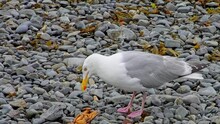 Hungry Seagull Is Eating Crab On Beach Rocks