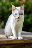 Fototapeta Koty - Gatinha filhote branca de olhos azuis e com uma das orelhas preta de coleira com pingente de identificação, sentada na beira e uma mesa de madeira com vegetação desfocada ao fundo.