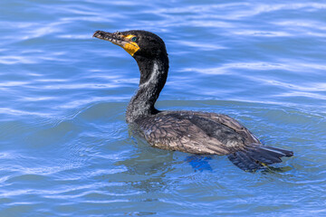 Sticker - Common Cormorant Swimming