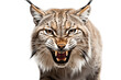 Angry Wildcat Lynx Head Isolated on Transparent Background. AI