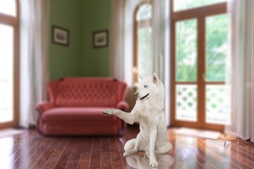 Sticker - Modern room interior. Happy domestic dog