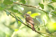 Młody ptak gąsiorek siedzący na gałęzi drzewa