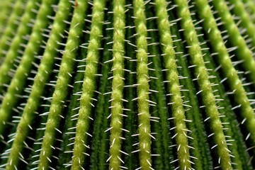 Wall Mural - macro shot of cactus spines showcasing unique patterns, created with generative ai