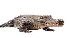 An American Alligator (Alligator Mississippiensis) Full Body 3/4 View In A  Wildlife-themed, Photorealistic Illustration In A PNG Format, Cutout, And Isolated. Generative AI