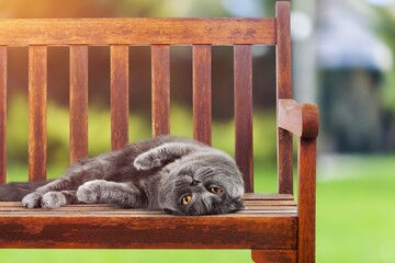 Wall Mural - Cute young cat lying on wooden podium outdoor