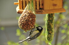 Great Tit Hangs Upside Down At Feeding Station With Nuts
