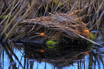 Sticker - intricate details of sticks and mud in a beaver dam, created with generative ai