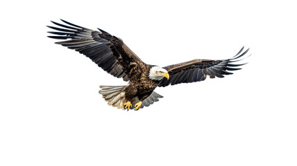 a bald eagle (haliaeetus leucocephalus) in flight, full body 3/4 view in a wildlife-themed, photorea