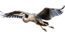 A Great Blue Heron In-flight, 3/4 View, In An Isolated And Transparent PNG In A Nature-themed, Photorealistic Illustration. Generative Ai