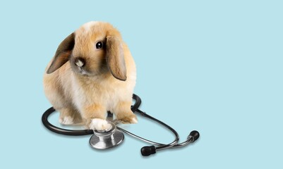 Poster - vet concept. Cute rabbit or bunny and medical stethoscope