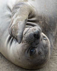 island sea lion