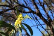 Stem of Golden Wattle (Acacia pycnantha) in flower, Australian native plant.