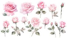 Watercolor pink rose flower and leaf bouquet clipart collection isolated on white background vector illustration set. 
