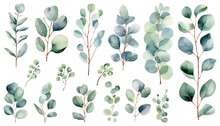 Eucalyptus Watercolor Clipart Set. Green Plant Collection  Isolated On White Background Vector Illustration Set. 