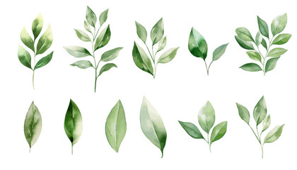 watercolor green leaves plant clipart collection. isolated on white background vector illustration s