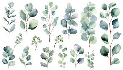 eucalyptus watercolor clipart set. green plant collection isolated on white background vector illust