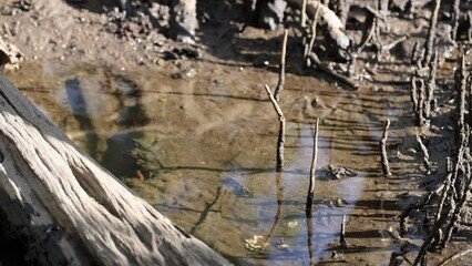 Pneumatophores and Pencil Roots in Mangrove Forest