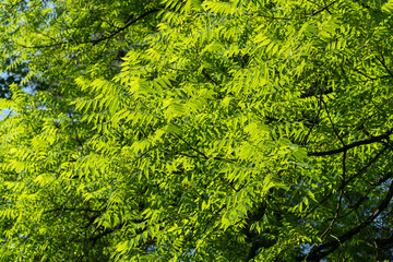 Canvas Print - Fresh green maple leaves outdoors.