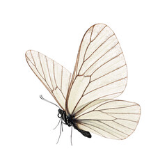 Wall Mural - Beautiful butterfly isolated on white background.