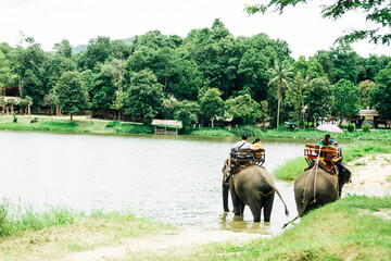 Thai man mahout riding elephant service people tour around forest near Thai Elephant Conservation Center Lampang