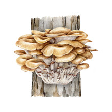 Maitake Mushroom Growing On A Tree Trunk. Watercolor Illustration. Hand Painted Grifola Frondosa Fungi. Maitake Fresh Mushrooms On A Tree. Hand Drawn Natural Image. Isolated On White Background