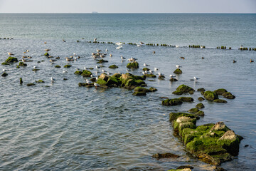 Wall Mural - Seagulls sit on stones on Vistula Spit. Baltiysk. Russia