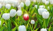 © xy - One red tulip on a background of white tulips