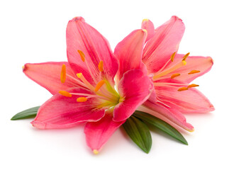 Canvas Print - Two pink lilies.