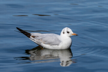 Wall Mural - The European Herring Gull, Larus argentatus is a large gull