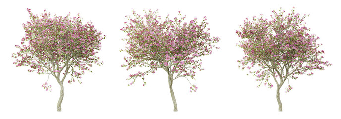 Wall Mural - bauhinia variegata tree on transparent background, png plant, 3d render illustration.