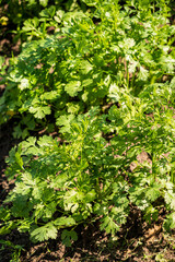 Canvas Print - organic cilantro in the garden