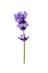 lavender flower isolated on transparent background. a single twig of lavender flower for design.