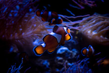a specimen of amphiprion ocellaris or said clown fish among the corals