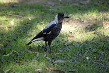 The Magpie Is A Black And White  Bird