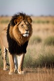 Fototapeta Sawanna - a wildlife lion in the savannah
