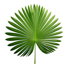 Palm With Circular Leaves Or Fan Palm Frond Tropical Leaf Nature Green Pattern Isolated On White Background, Clipping Path Included.