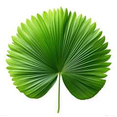 Sticker - Palm with circular leaves or Fan palm frond tropical leaf nature green pattern isolated on white background, clipping path included.