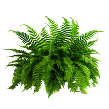 Green Leaves Tropical Foliage Plant Bush Of Cascading Fishtail Fern Or Forked Giant Sword Fern