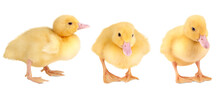 Set Of Yellow Duckling Isolated On Transparent Background.