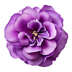 Wall Mural - purple flower isolated on white