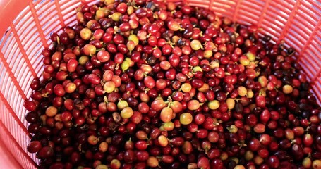 Wall Mural - close up farmer pouring red coffee in basket 4k video