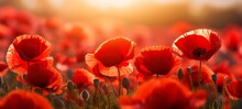 Flower Meadow Field Background Banner Panorama - Beautiful Closeup Of Poppies Poppy Papaver Rhoeas Flowers In Nature. Natural Spring Summer Landscape With Red Poppies (Generative Ai)