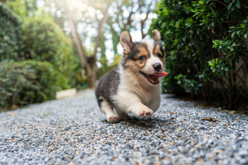 Sticker - Cute Corgi Pembroke Puppy running in garden and sticking tongue out.