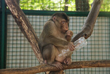 Magot Monkey Holding Plastic Bottle